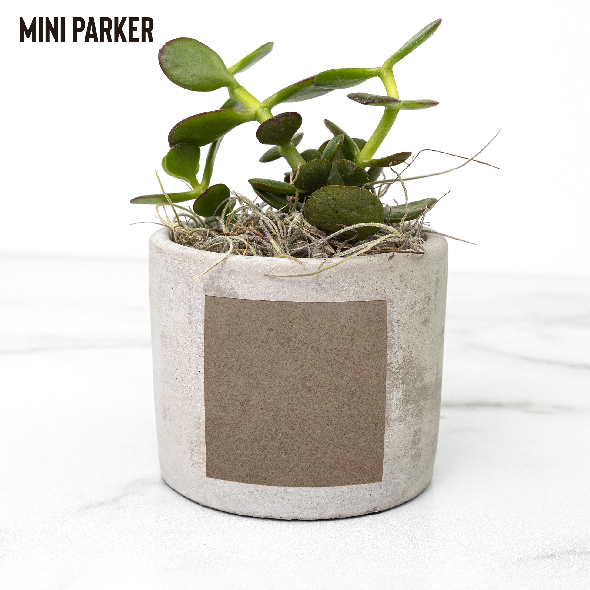 Girl_Geek_Girl_Sheek_Planter_Parker_Mockup_Mockup.png