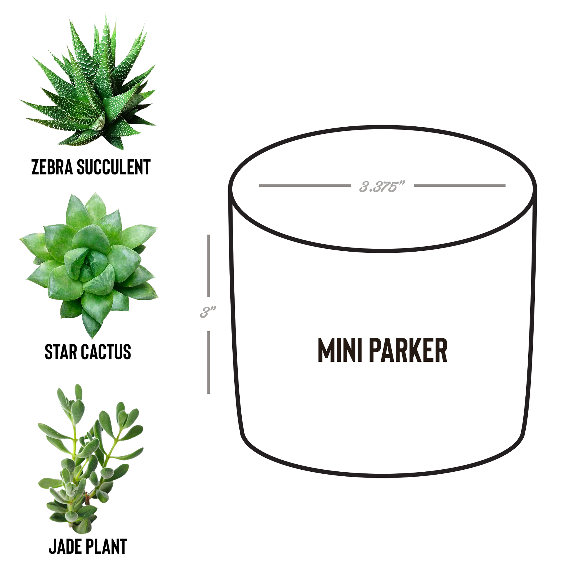 Girl_Geek_Girl_Sheek_Planter_Parker_Spec_Mockup.png