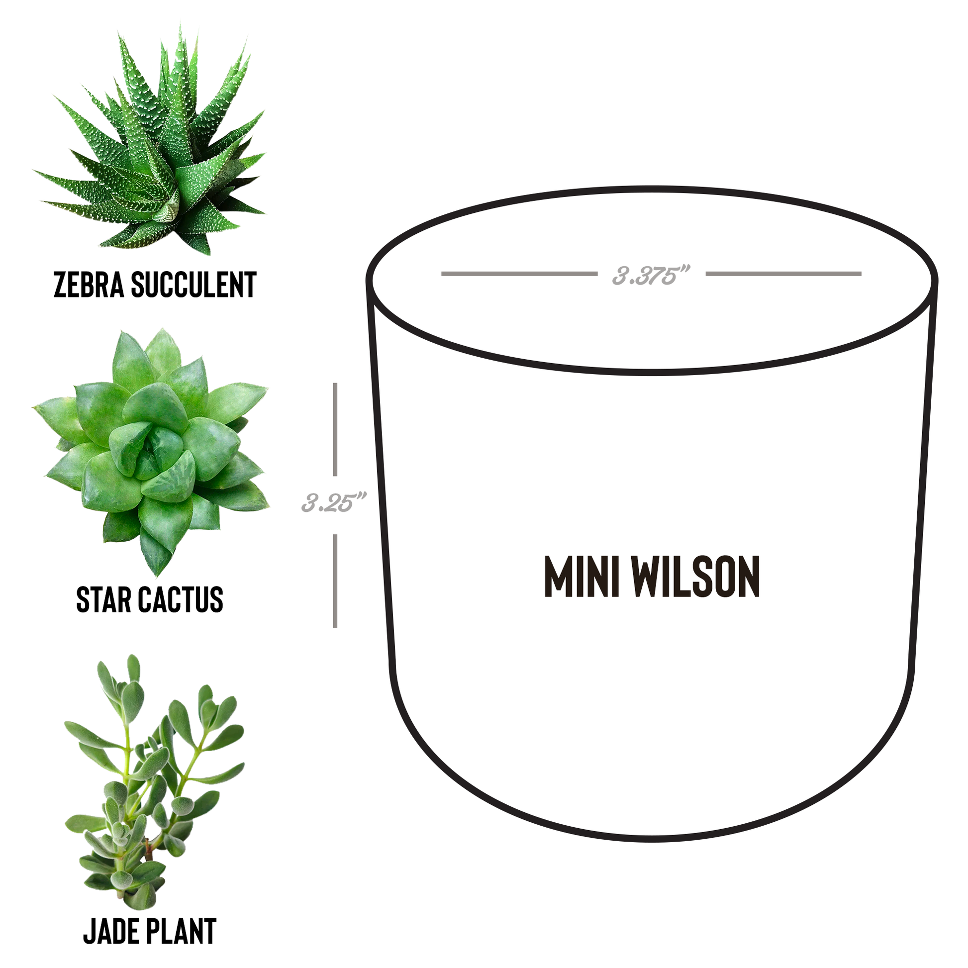 Girl_Geek_Girl_Sheek_Planter_Wilson_Spec_Mockup.png